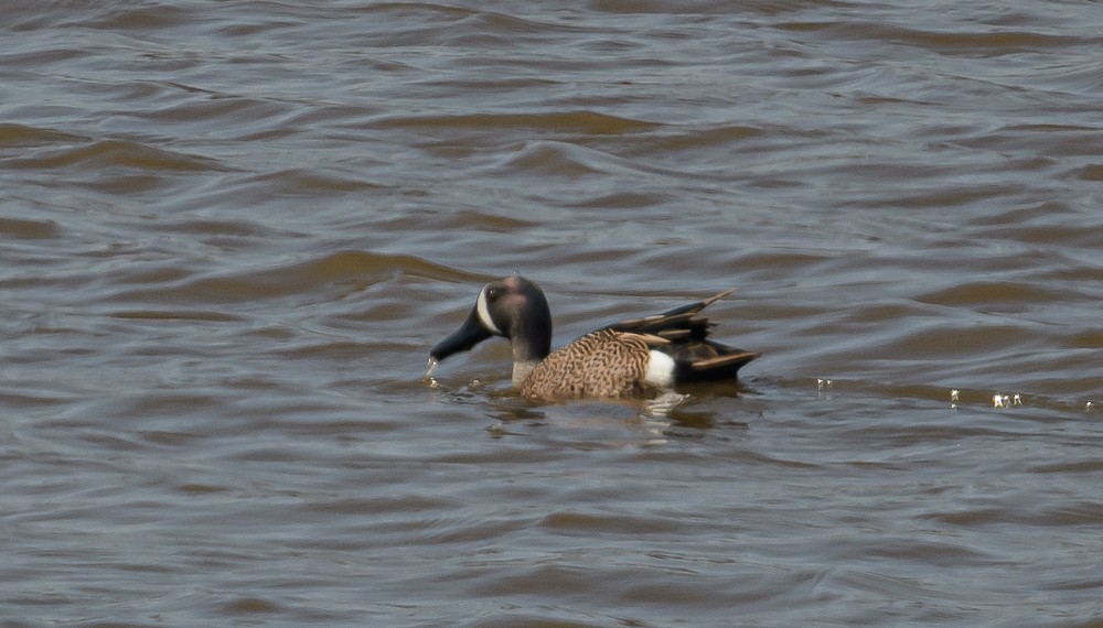 Blue-winged Teal - ML323334911