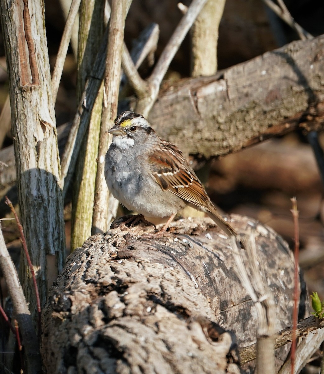 White-throated Sparrow - ML323335751
