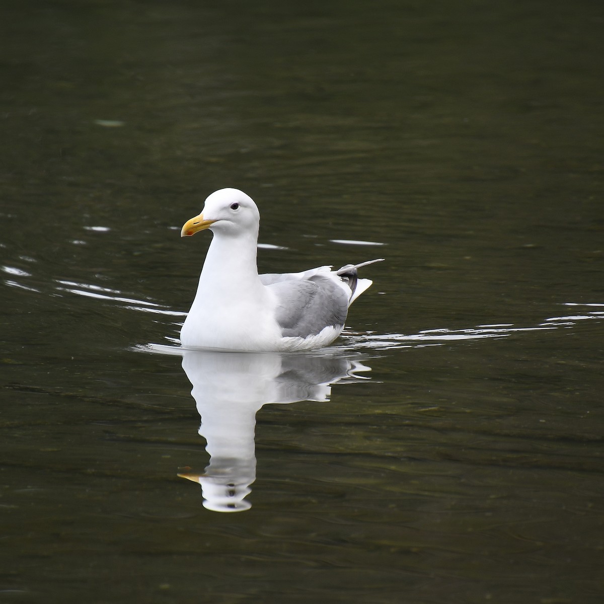 Western/Glaucous-winged Gull - Matthew Curtis