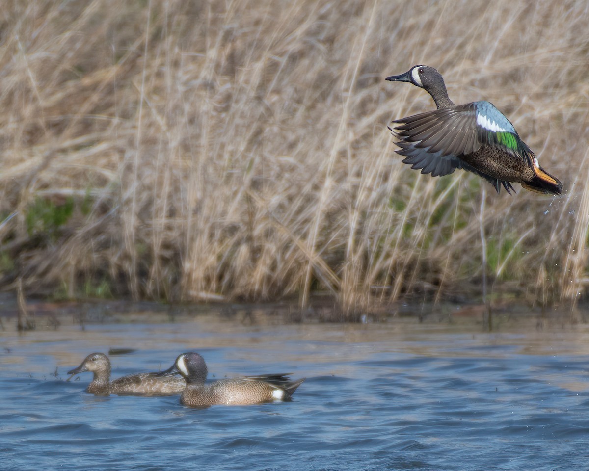 Blue-winged Teal - ML323343421