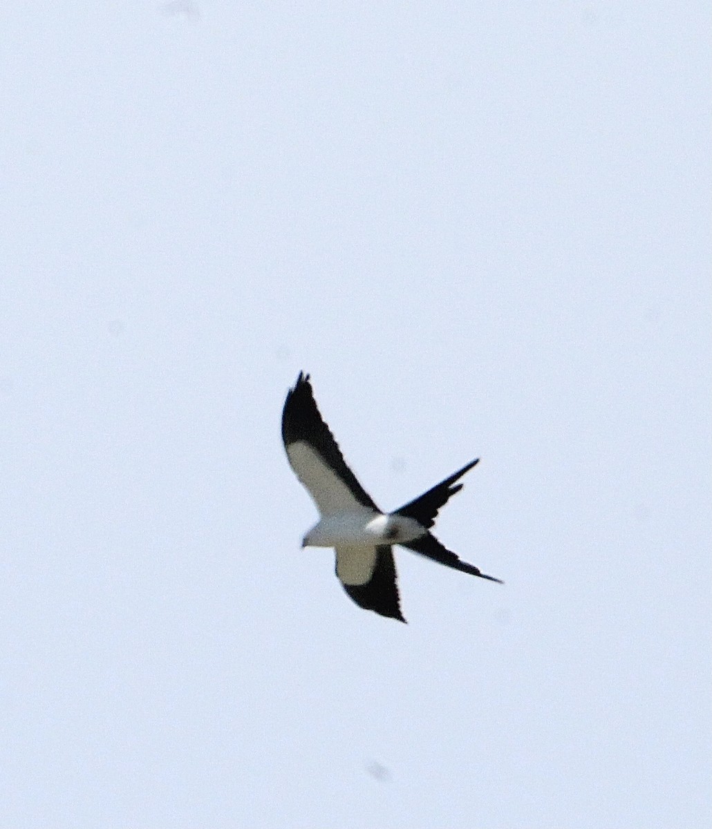 Swallow-tailed Kite - ML323355681