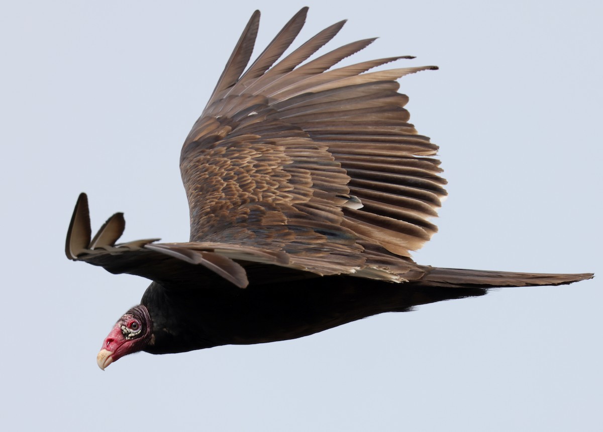 Turkey Vulture - ML323357411