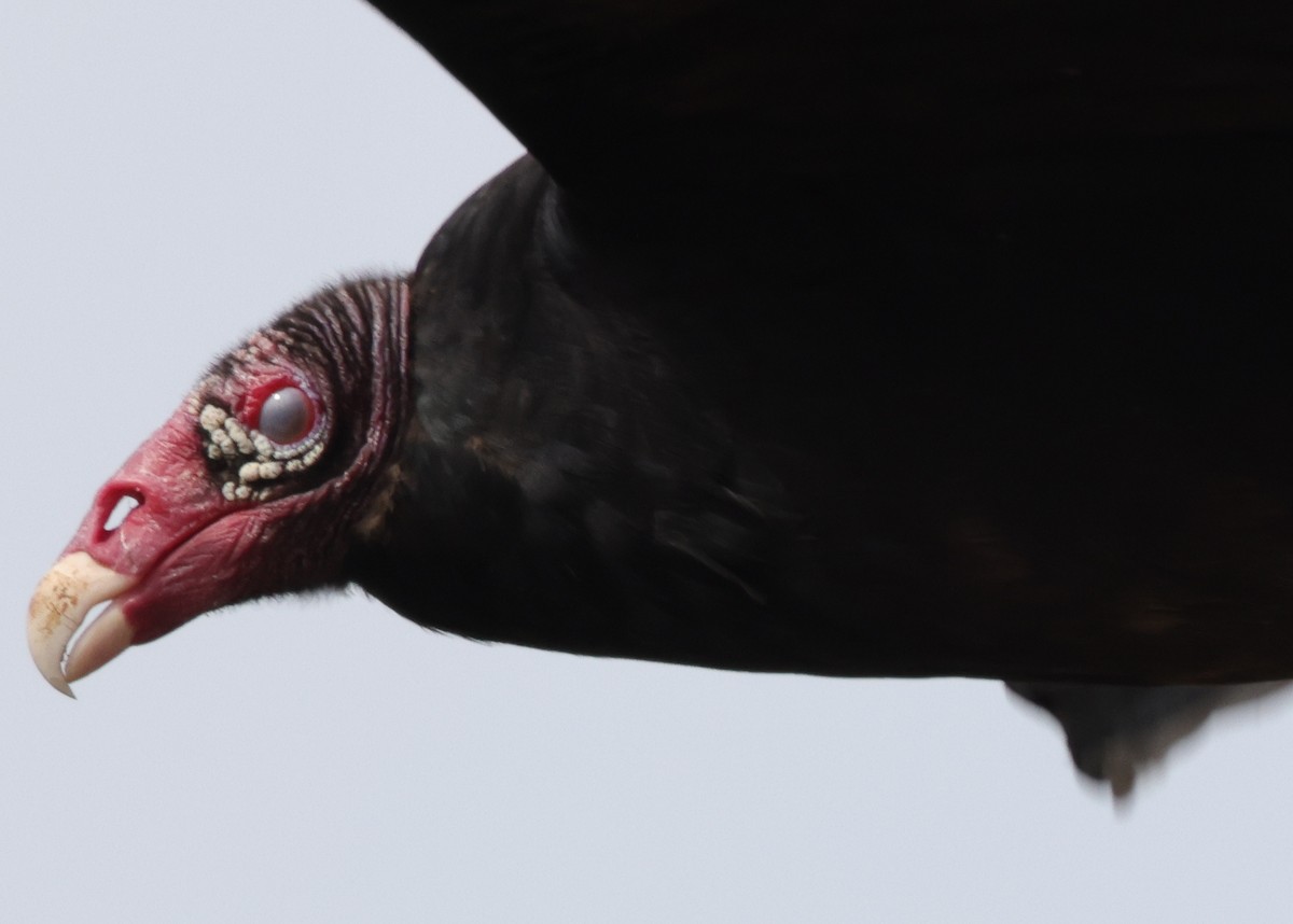 Turkey Vulture - ML323358951