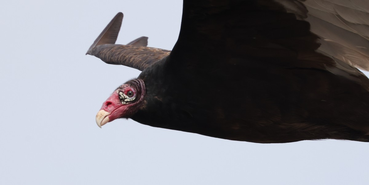 Turkey Vulture - ML323358981