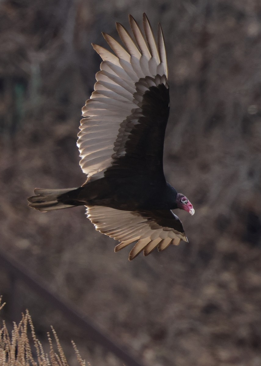 Turkey Vulture - ML323360001