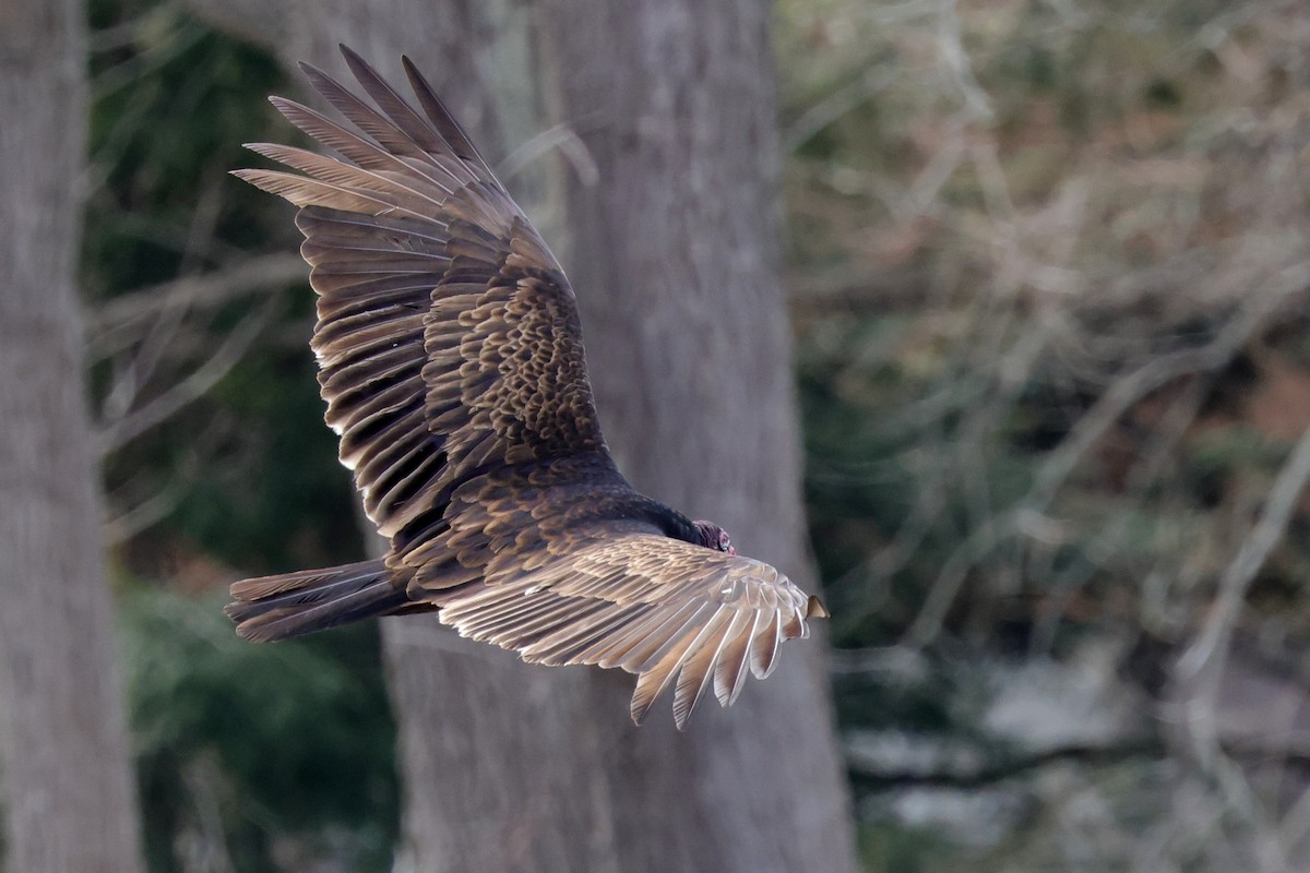 Turkey Vulture - ML323360011