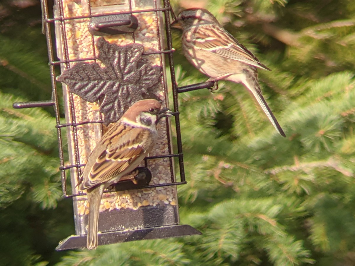 Eurasian Tree Sparrow - ML323364421