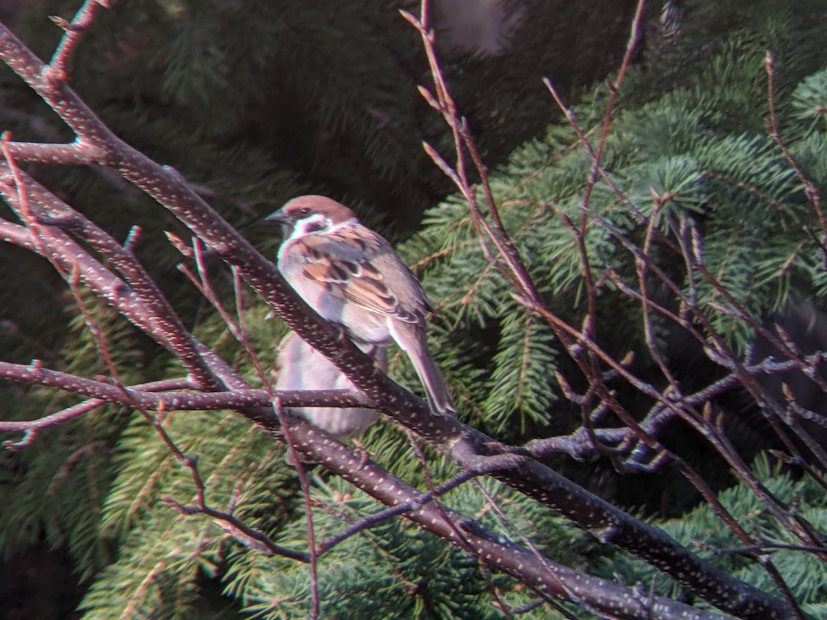 Eurasian Tree Sparrow - ML323364431
