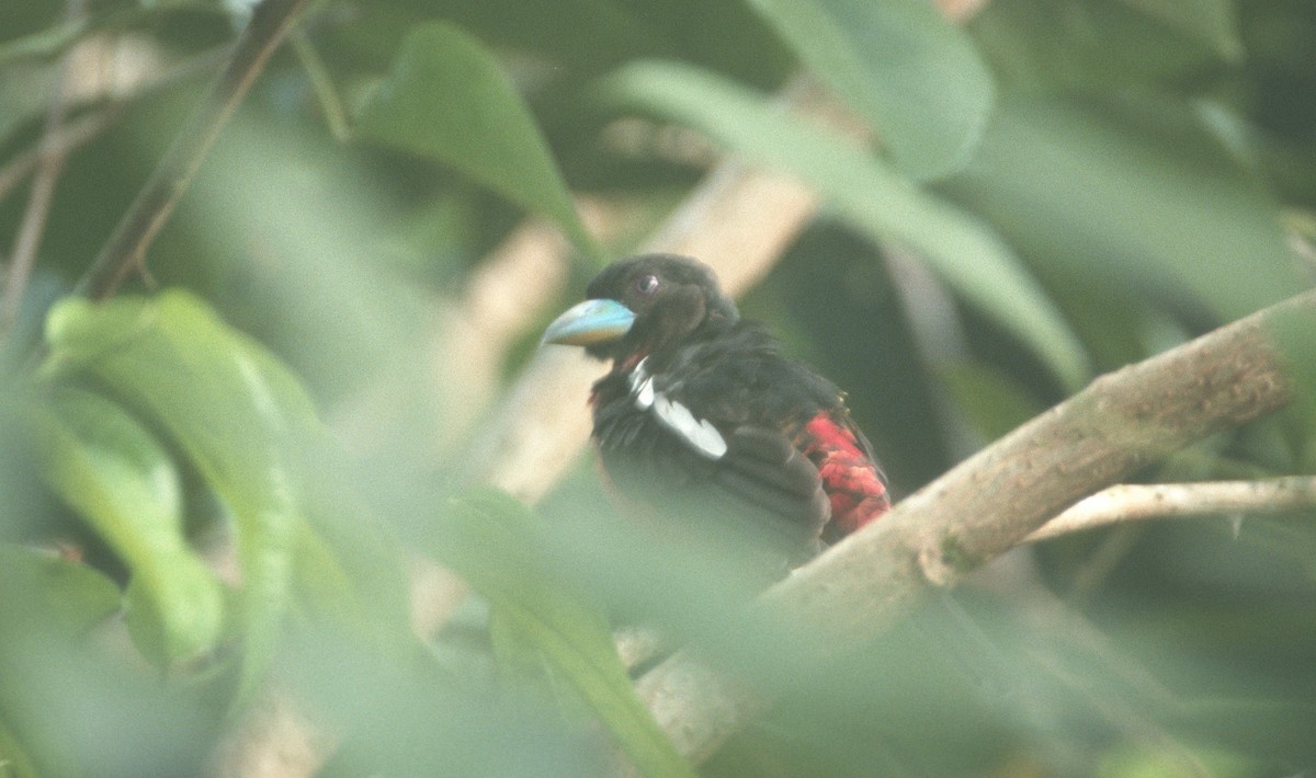Black-and-red Broadbill - Don Roberson
