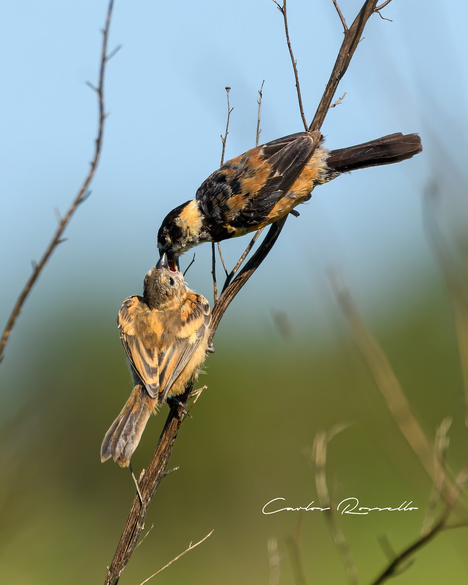 Rusty-collared Seedeater - ML323366731