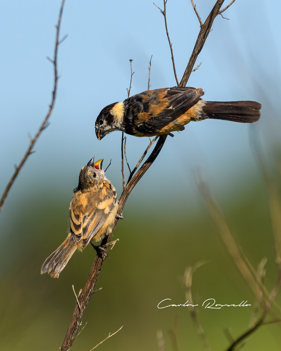 Rusty-collared Seedeater - ML323366751