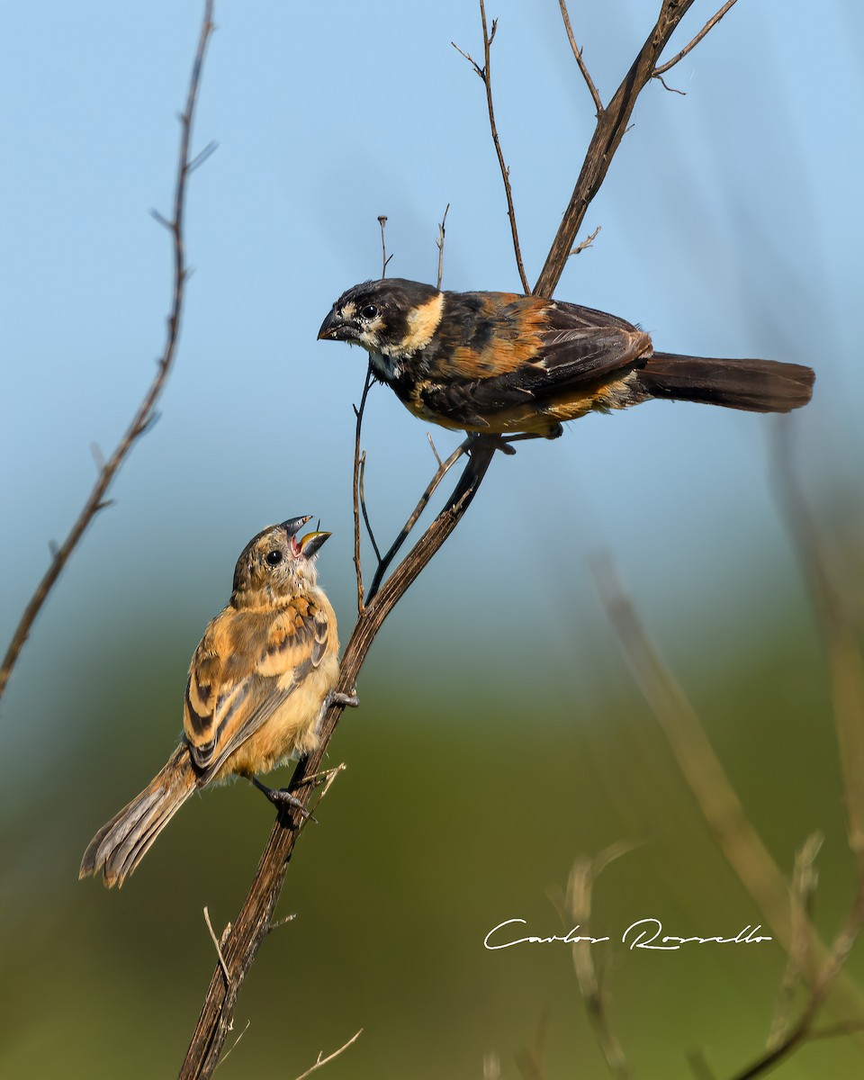 Rusty-collared Seedeater - ML323366791