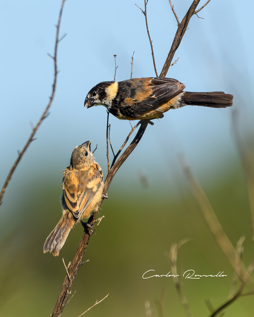 Rusty-collared Seedeater - ML323366801
