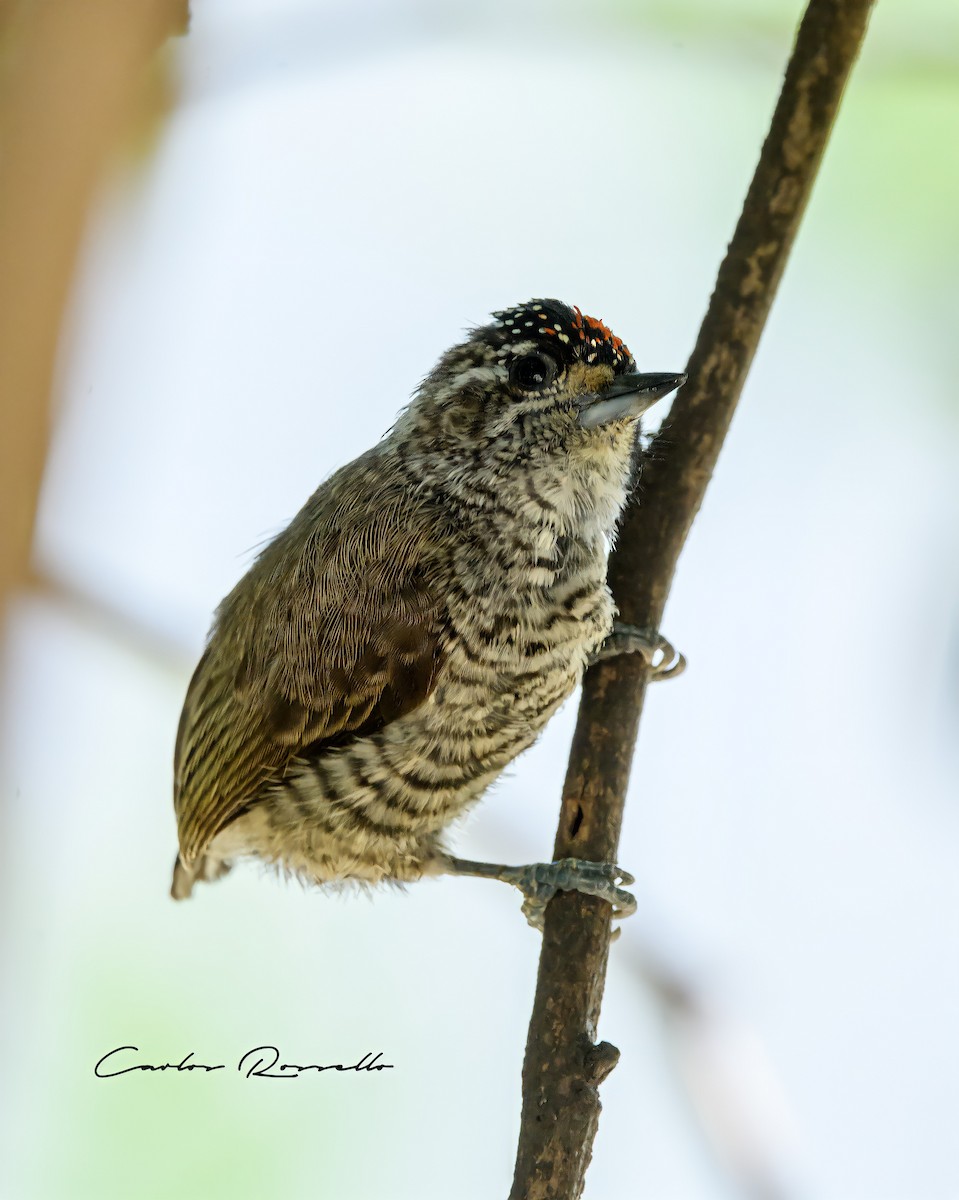 White-barred Piculet - ML323367541