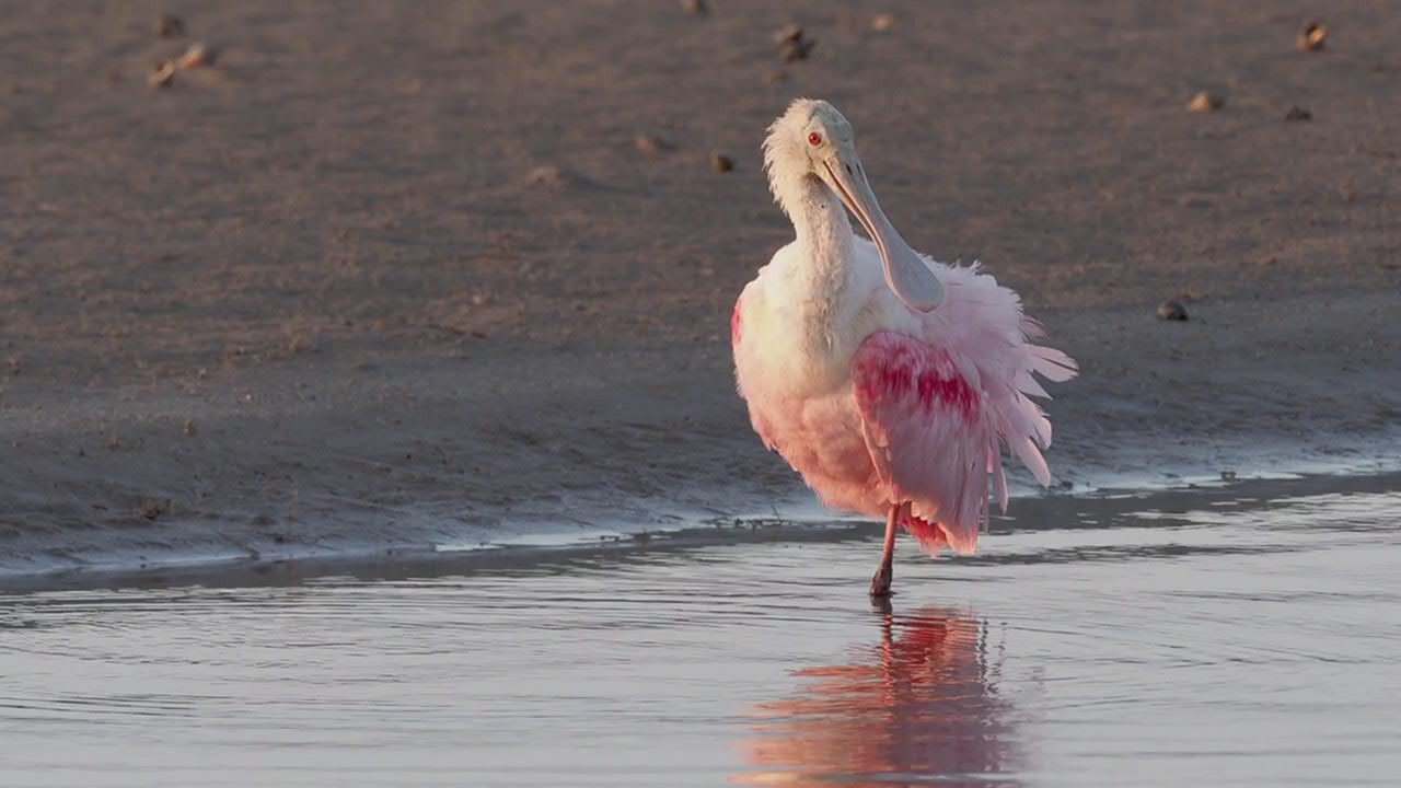 Ml Roseate Spoonbill Macaulay Library