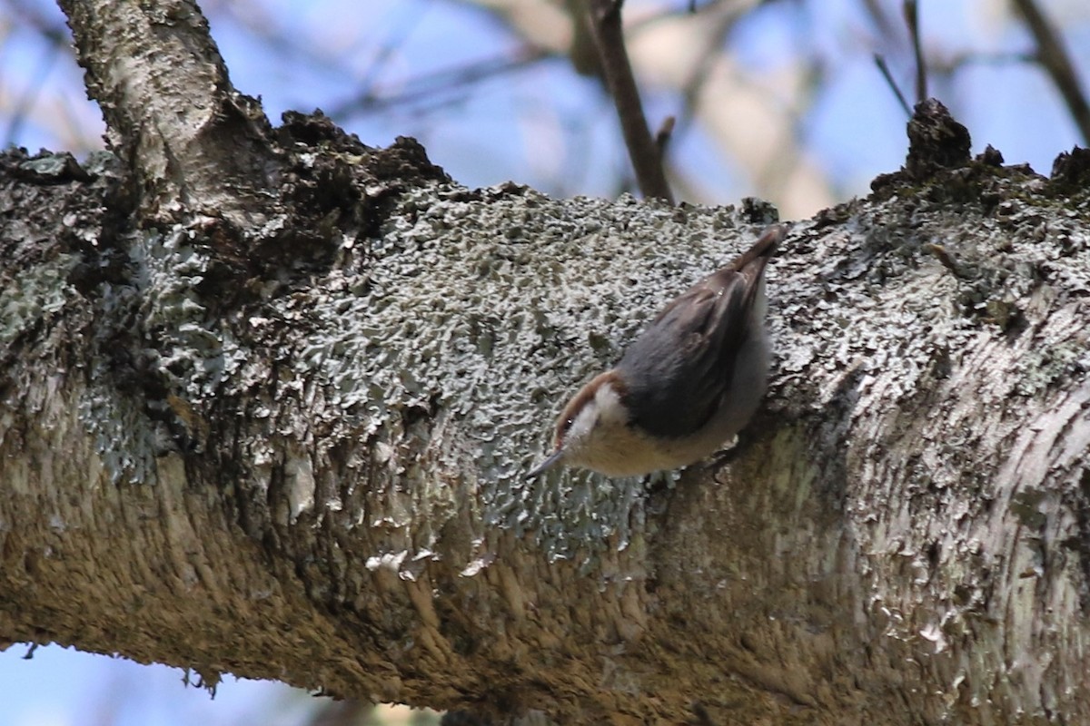 Brown-headed Nuthatch - ML323380871