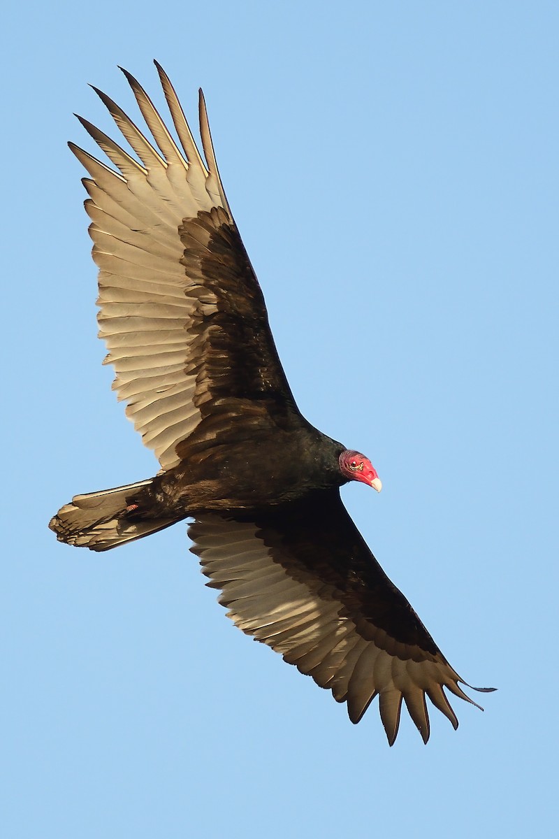 Turkey Vulture - Dana Siefer