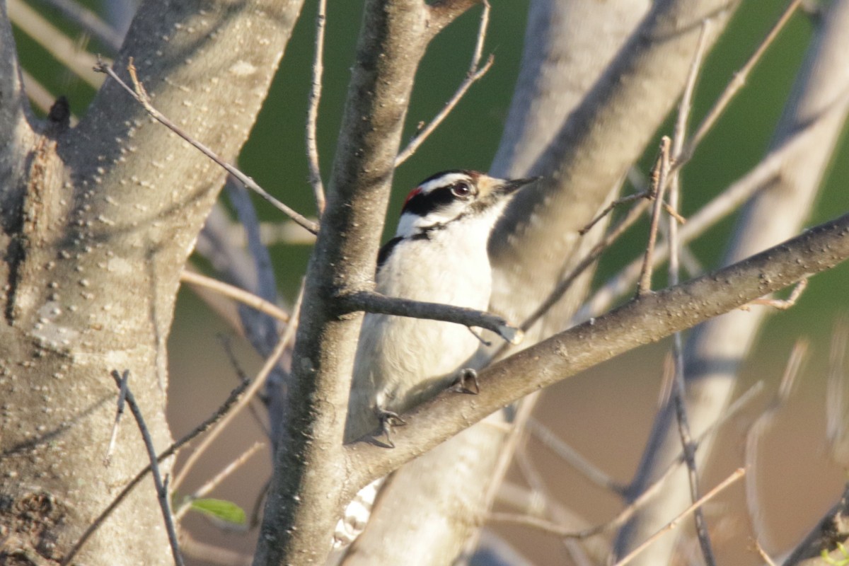 Downy Woodpecker - Christopher Hill