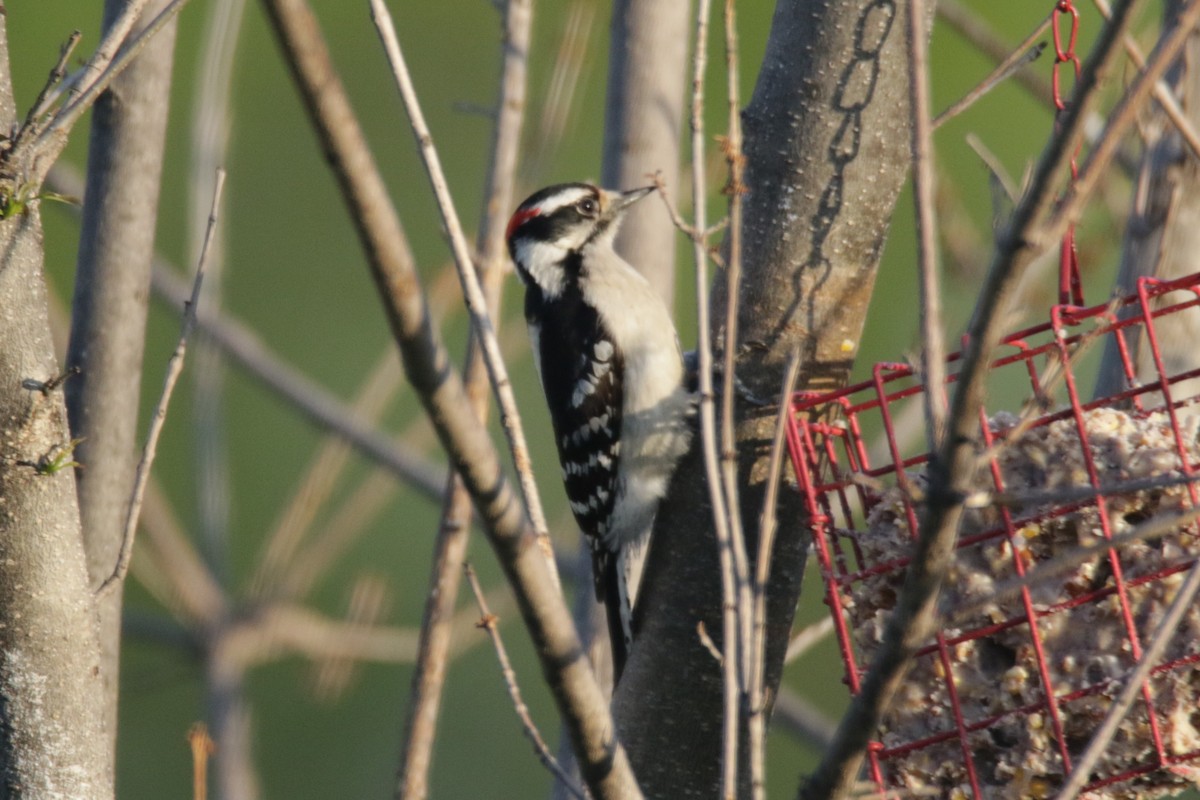 Downy Woodpecker - ML323381661
