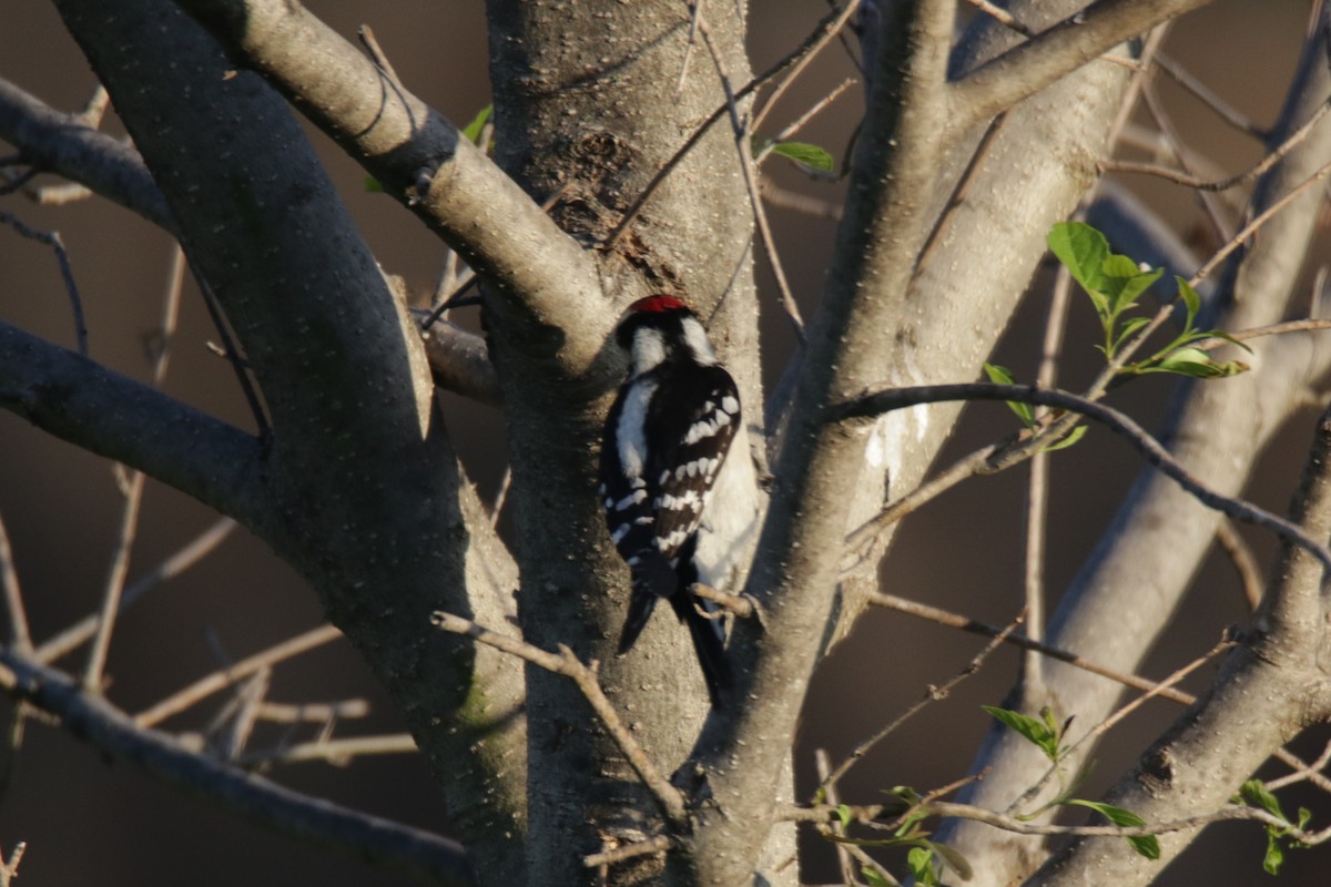 Downy Woodpecker - ML323381671