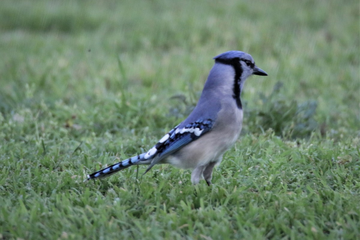 Blue Jay - Christopher Hill