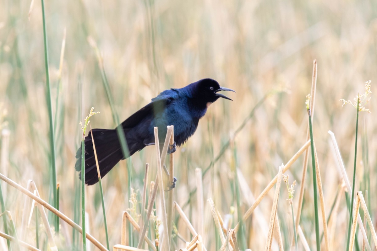 Boat-tailed Grackle - ML323384711