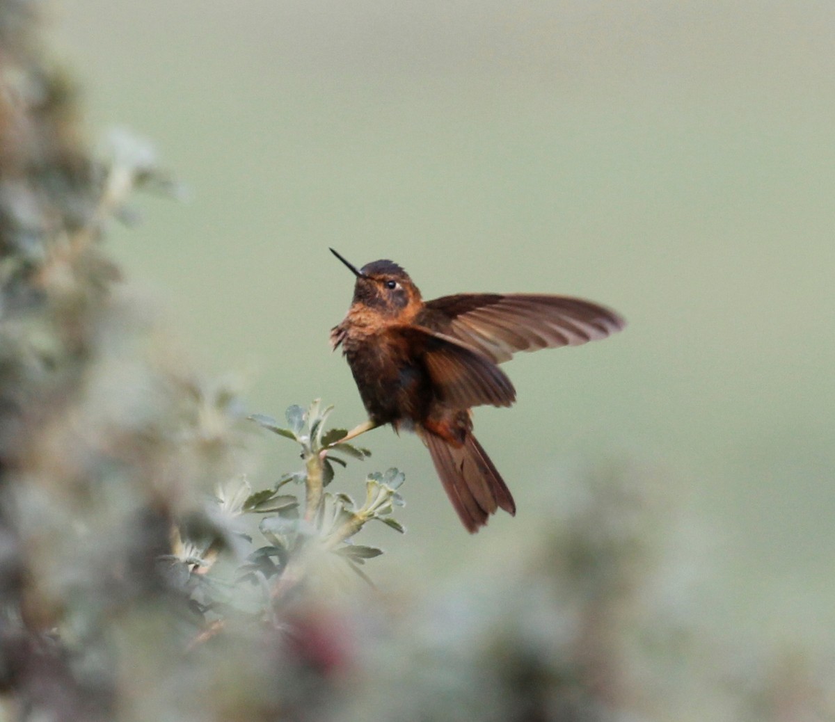 kolibřík duhovohřbetý - ML32338591