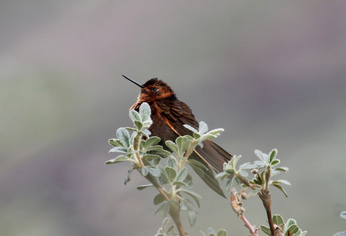kolibřík duhovohřbetý - ML32338611