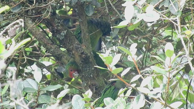 Red-faced Parrot - ML323387971
