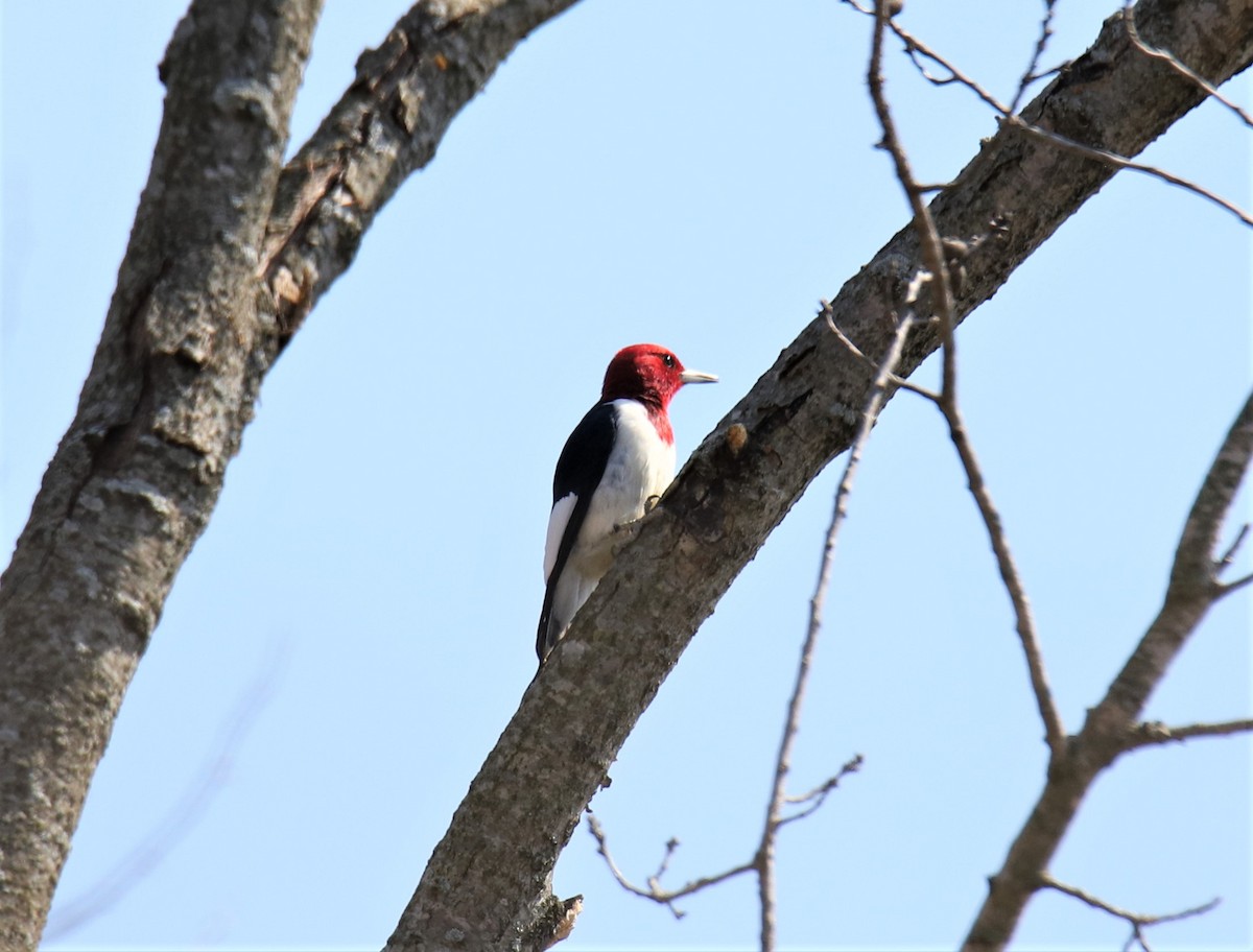 Red-headed Woodpecker - ML323391861