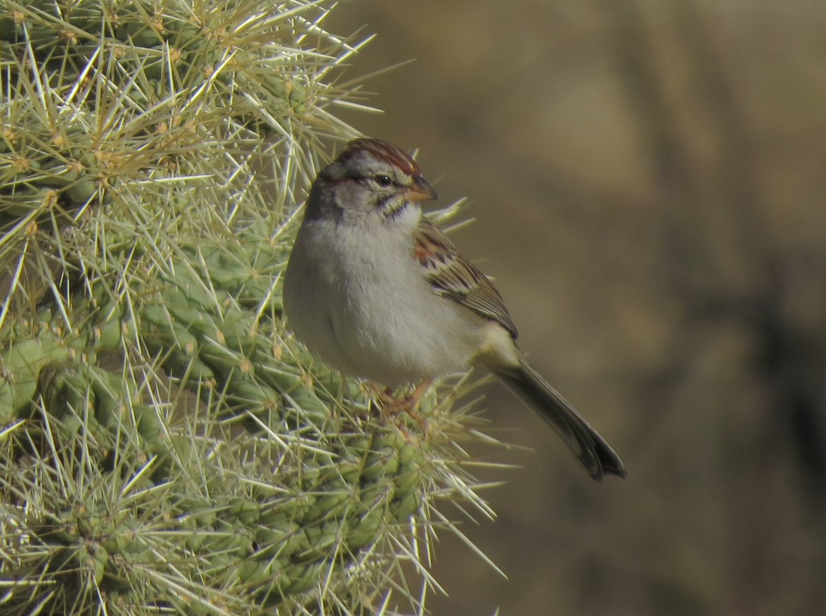 Rufous-winged Sparrow - ML32339411