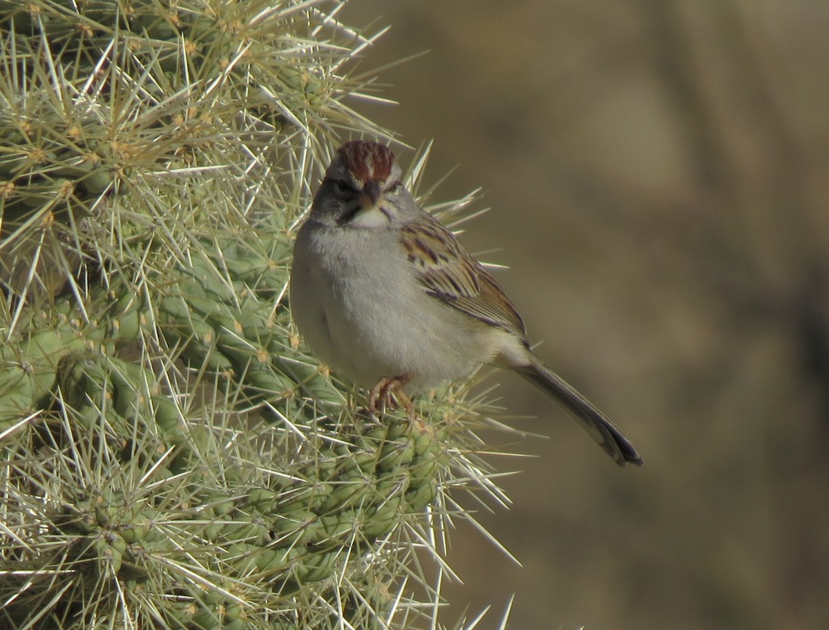 Rufous-winged Sparrow - ML32339421