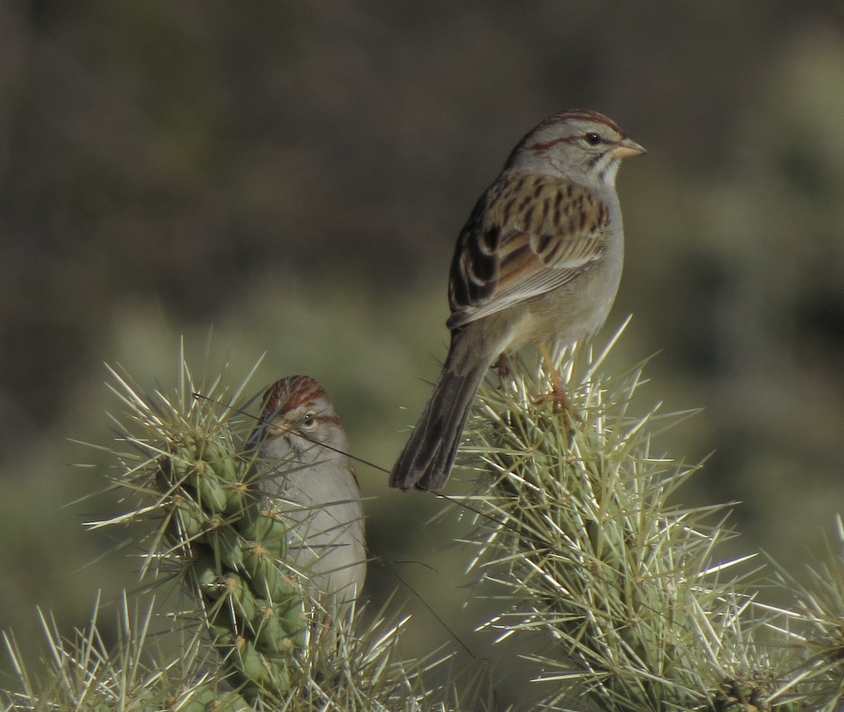 Rufous-winged Sparrow - ML32339451