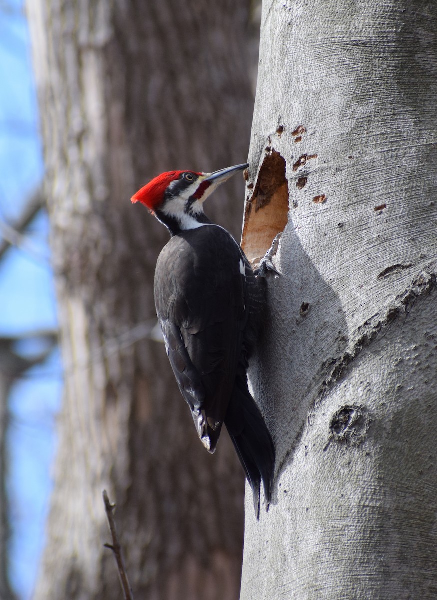 Pileated Woodpecker - ML323394671