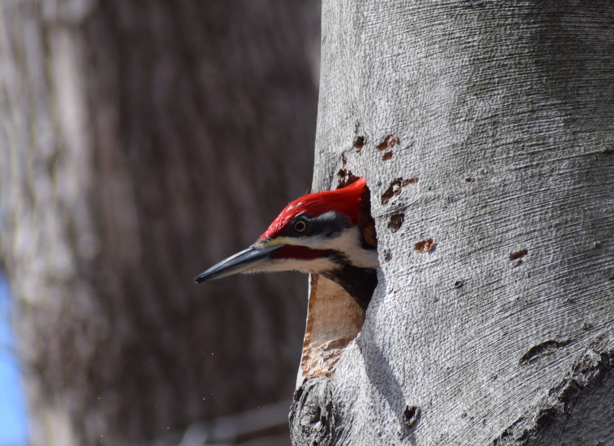 Pileated Woodpecker - ML323394721