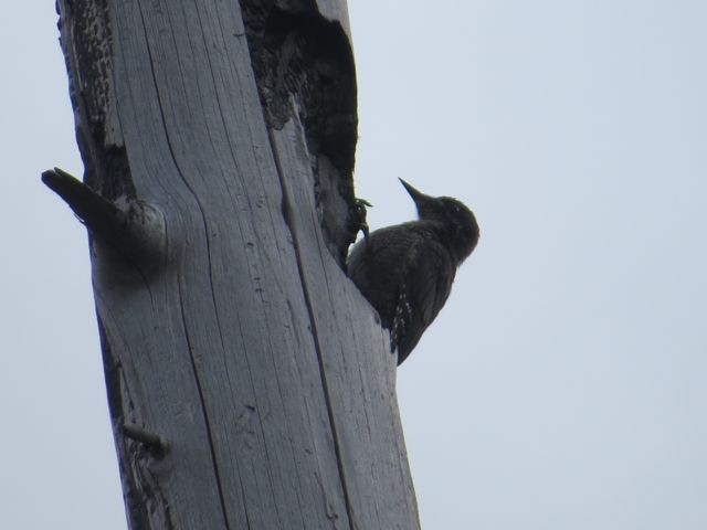 Black-backed Woodpecker - ML32339971