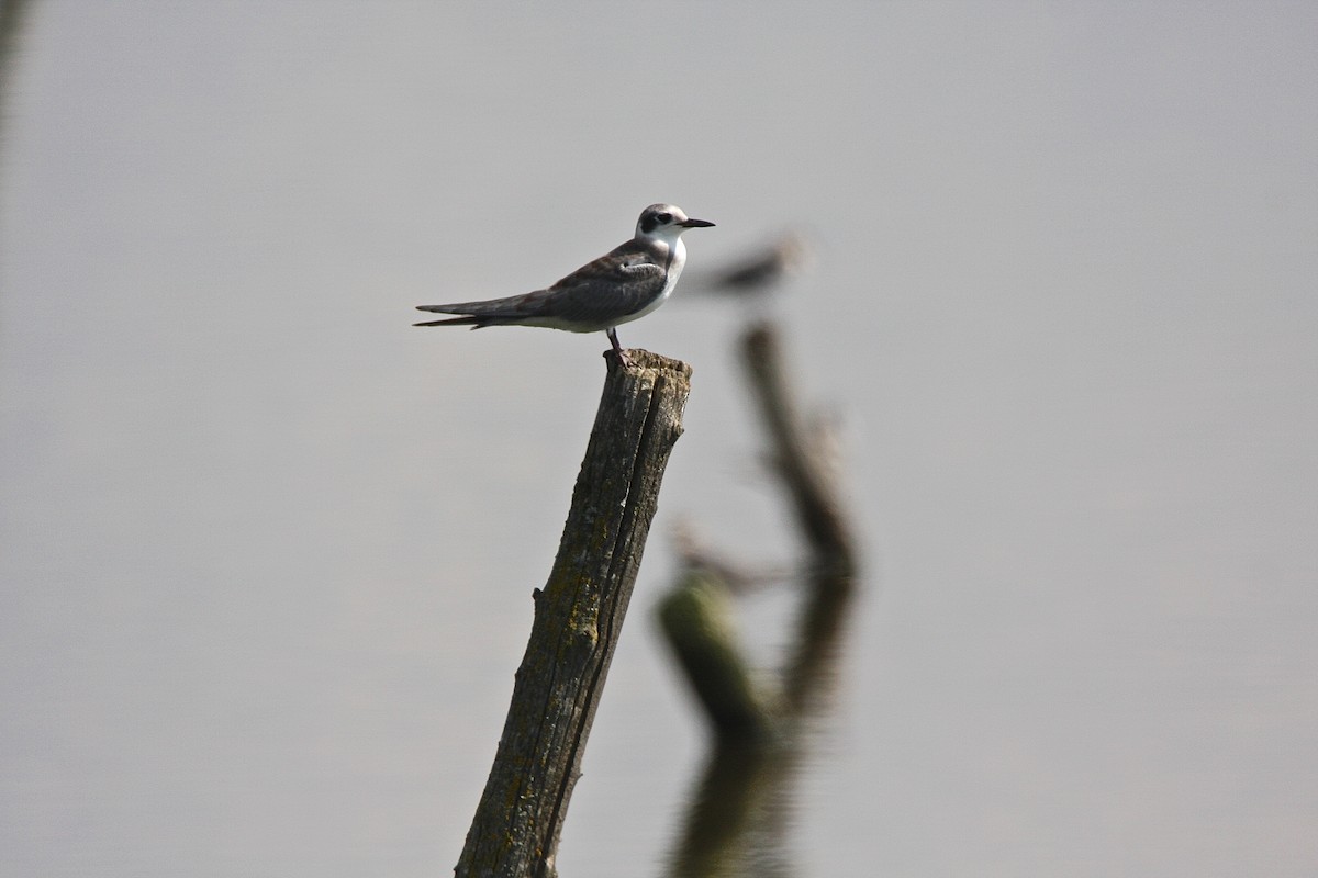 Black Tern - Bob Bidney