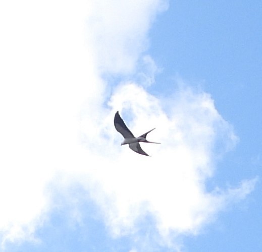 Swallow-tailed Kite - ML323403261