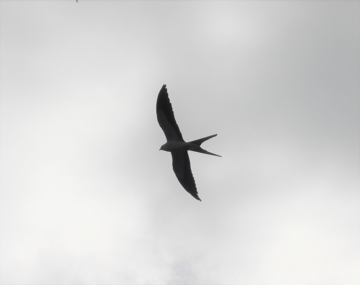 Swallow-tailed Kite - ML323403291