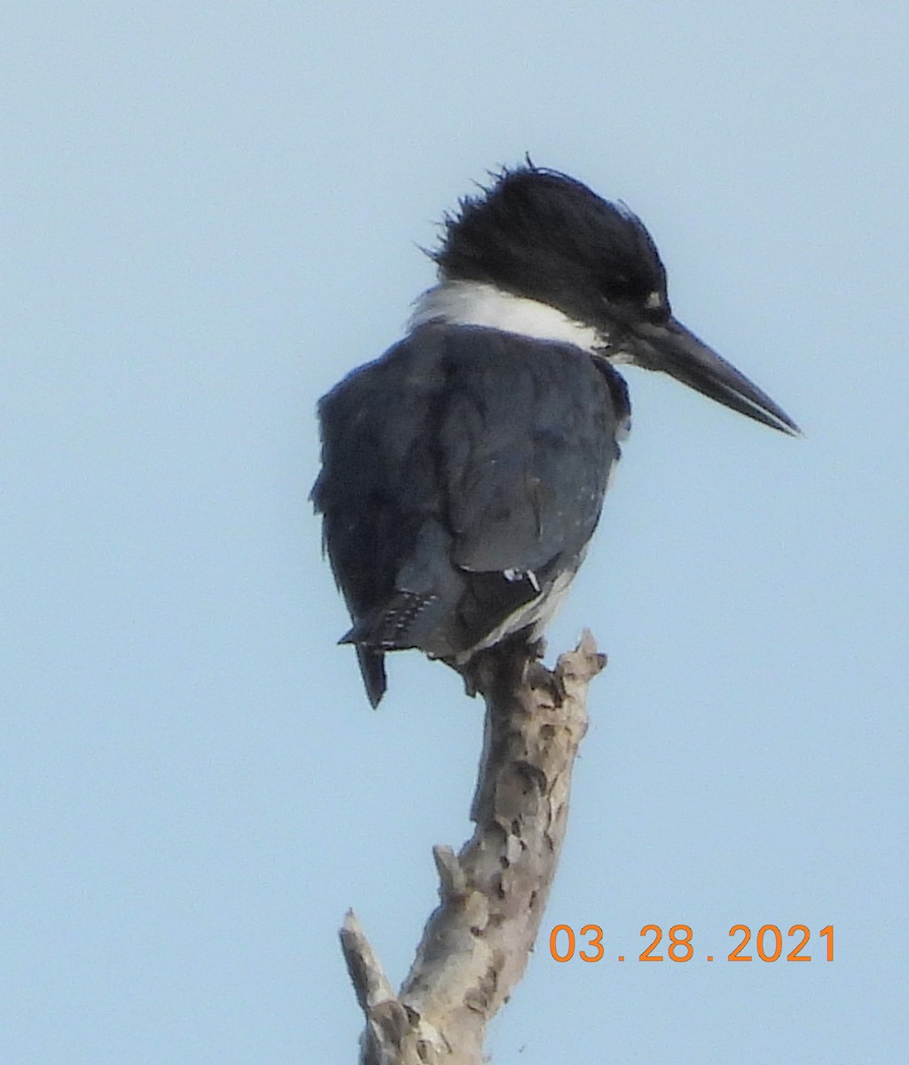 Belted Kingfisher - ML323403621