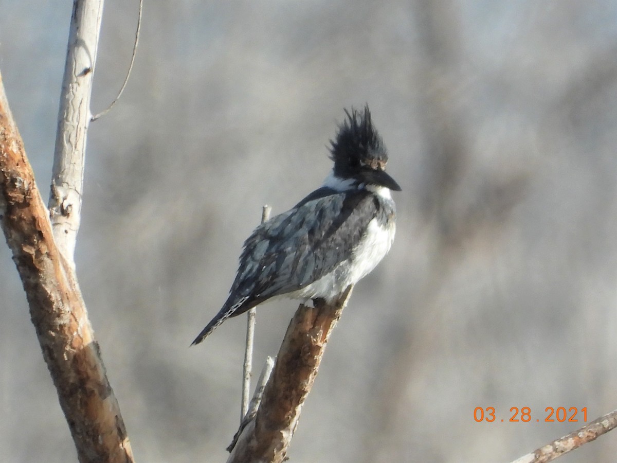 Belted Kingfisher - ML323403641