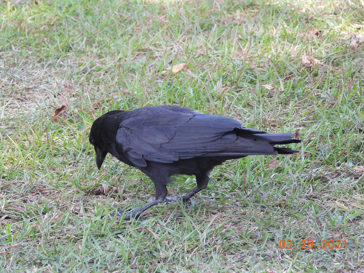 American Crow - ML323403791