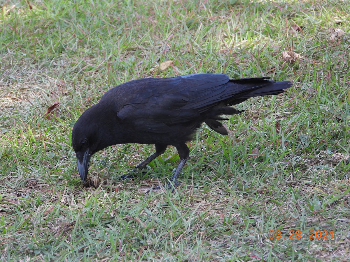 American Crow - ML323403811