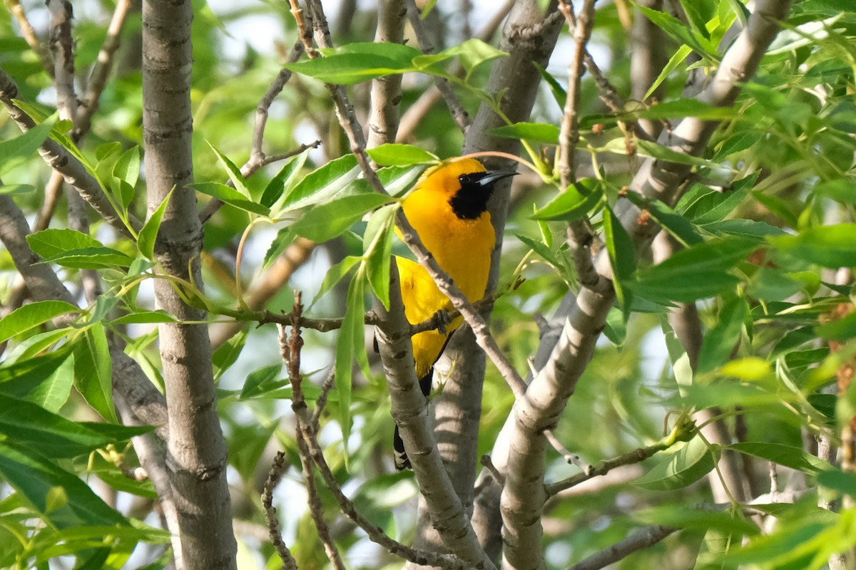Hooded Oriole - Emilie D
