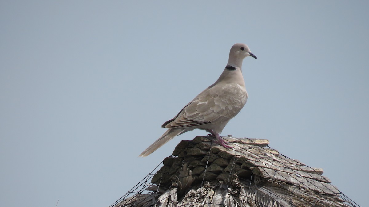 Eurasian Collared-Dove - ML323412501