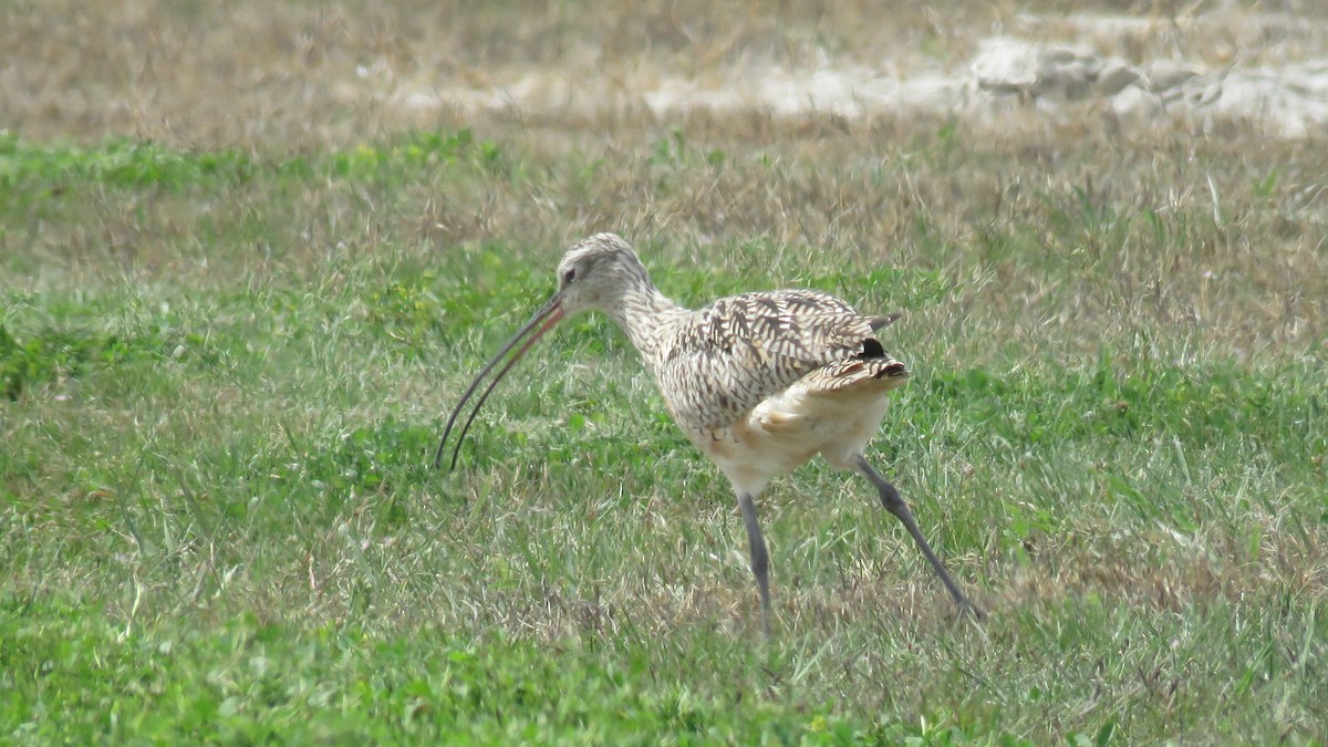 Long-billed Curlew - ML323412891