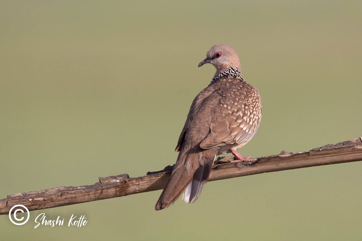 Spotted Dove - ML323414091