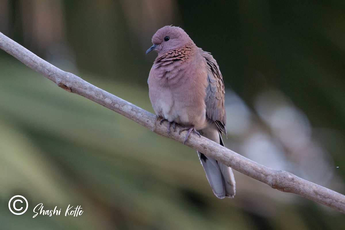 Laughing Dove - ML323414311