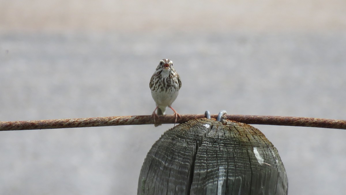 Savannah Sparrow - ML323416331