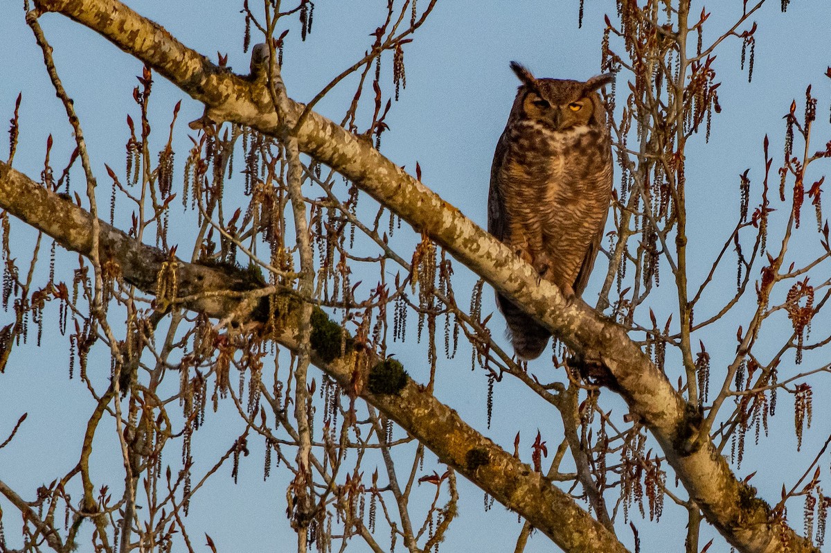 Great Horned Owl - ML323418551